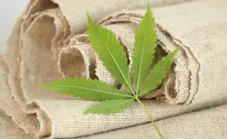 Новые правила для коноплеводов: что запрещено в Казахстане