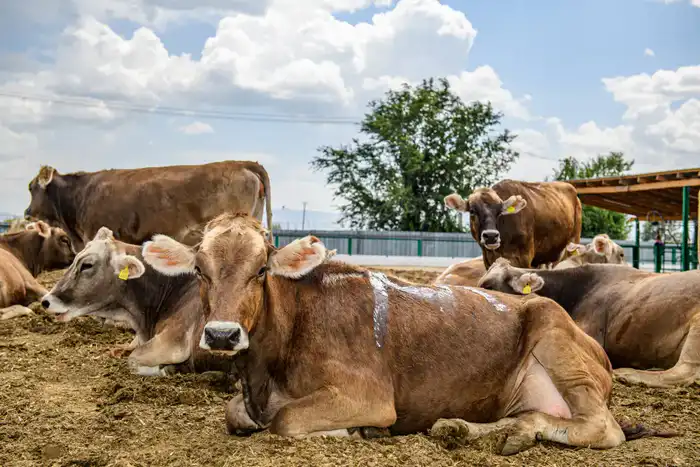 В Ескельдинском районе Жетісу на 1700 гектарах земли применяются влагосберегающие технологии (10)