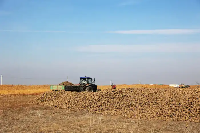 Ербол Карашукеев ознакомился с развитием свекольной отрасли в Меркенском районе (5)