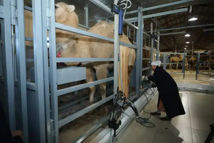 Верблюжье молоко: новый завод в Мангистауской области превращает пустыню в оазис высоких технологий