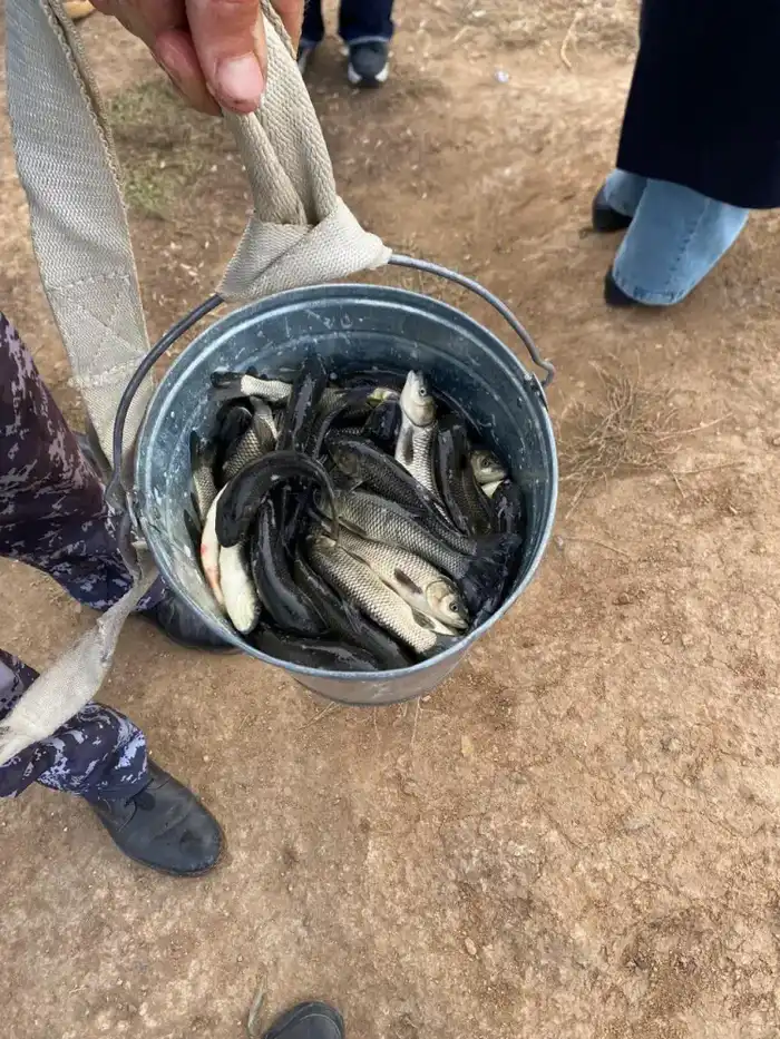 Есиль оживает: 237 тысяч белых амуров в деле!