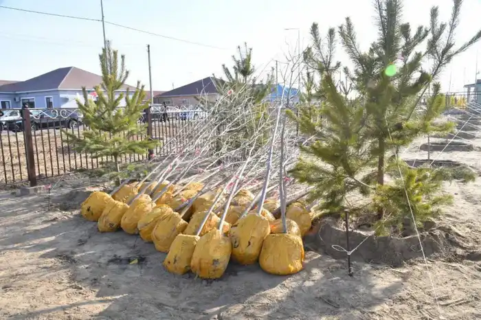 Атырау: 4000 деревьев для зелёного будущего!