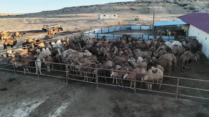 Первый автоматизированный цех по доению верблюдов в Казахстане