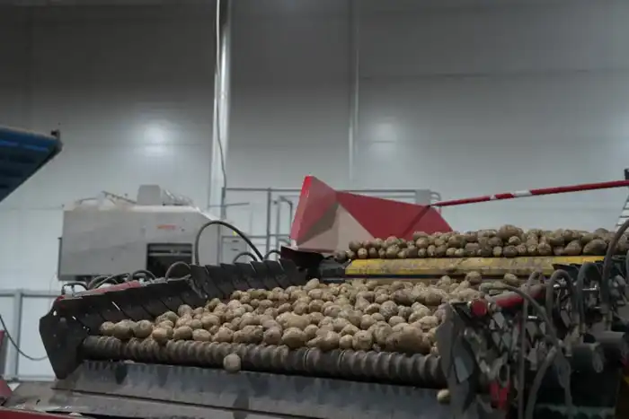 Мировые тенденции в производстве лука и картофеля: прогнозы для Казахстана на 2025 год