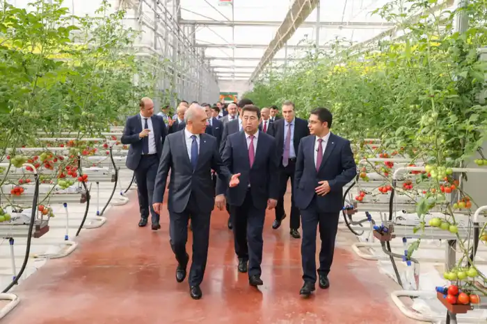 Первый урожай томатов в тепличном комплексе «Alsera KZ» в Шымкенте: шаг к международному сотрудничеству в аграрной сфере