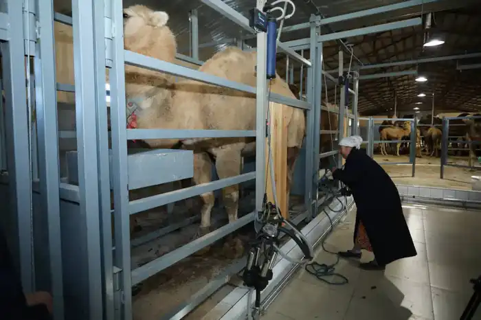 Нурдаулет Килыбай ознакомился с работой первого в Казахстане автоматизированного цеха по доению верблюдов. (5)