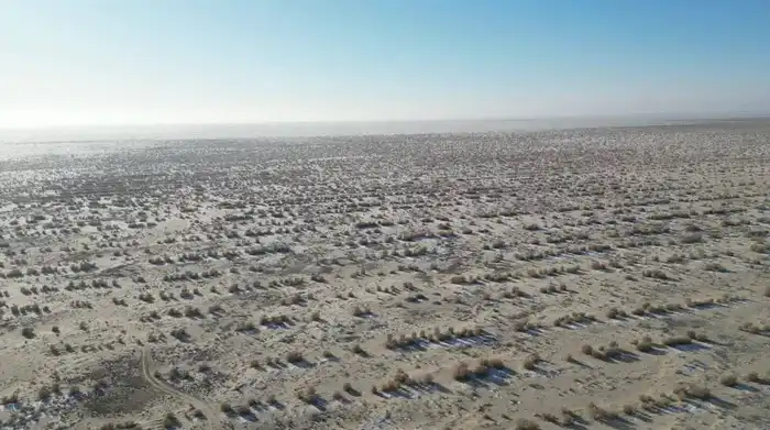 Саксауловые леса на дне Аральского моря: возрождение жизни в опустошенной земле