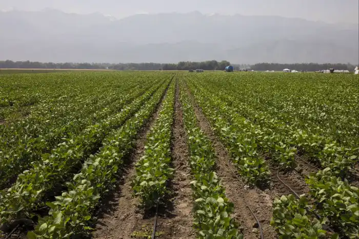 Финансирование агропромышленного комплекса в Алматинской области