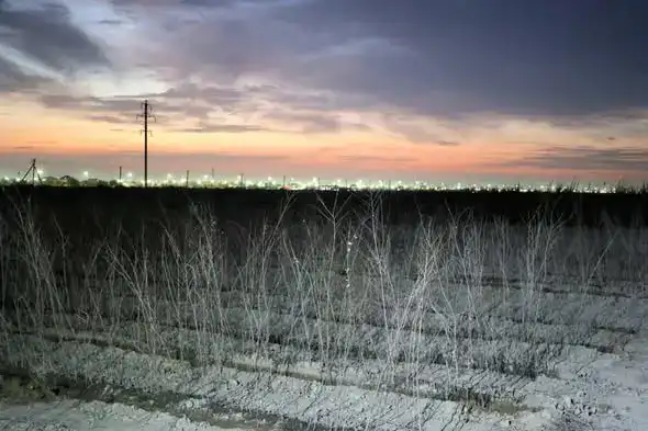 В Туркестане открыт питомник на 10 га для повышения количества зеленых насаждений