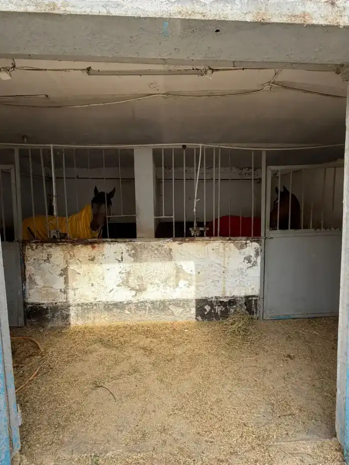 Перевод лошадей в конюшни в Алматы улучшит условия для иппотерапии