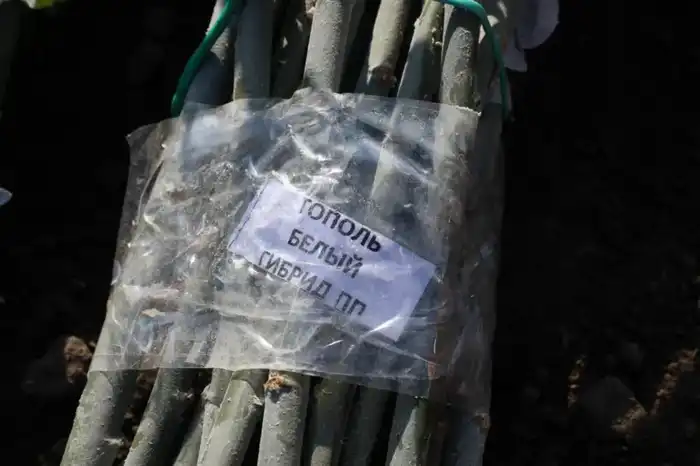 Увеличение зелёного фонда Алматы: высадка 500 деревьев создаёт комфортную экологию для школы и района