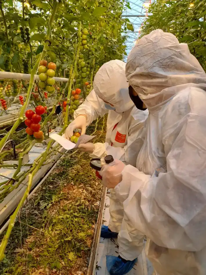 Платная фитосанитарная экспертиза: ключ к защите продовольственной безопасности Казахстана