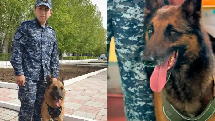 Служебные собаки — верные сыщики: более 150 преступлений раскрыто в Павлодарской области