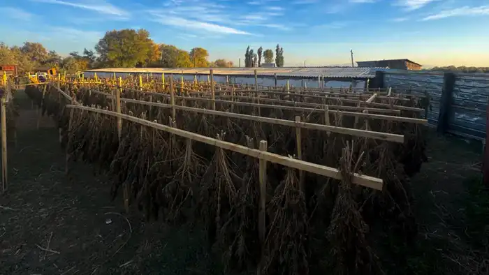 Положительные результаты борьбы с международным наркотрафиком: ликвидировано 6 каналов и изъято 622 кг наркотиков