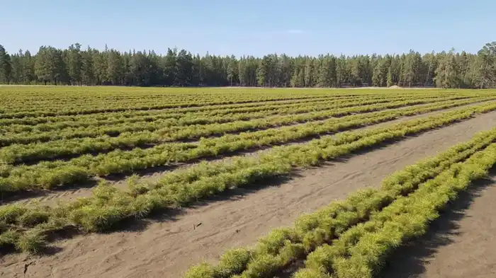Озеленение Карагандинской области: высажено более 2 миллионов саженцев для улучшения экологии