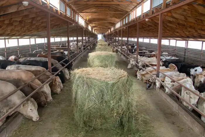 В Жетісу объем переработки производимой в регионе продукции достиг 68% (3)