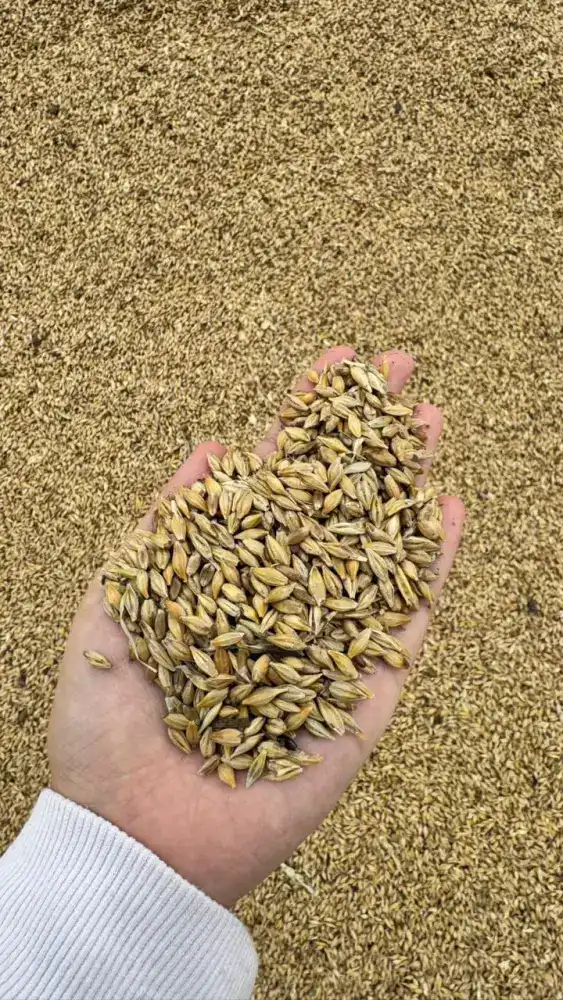 Глубокая переработка зерновых культур: ключ к агропромышленному росту Казахстана