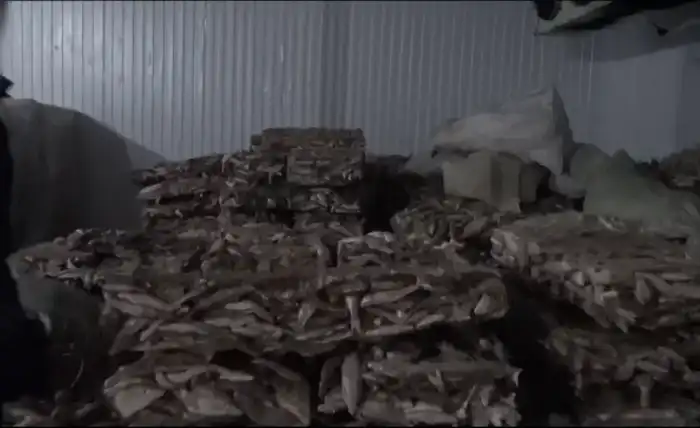 Незаконный экспорт 75 тонн филе судака из Кызылординской области