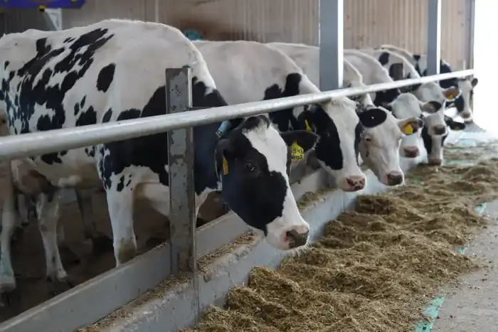 Экспорт животноводческой продукции из Казахстана: новые возможности для сельского хозяйства и экономики