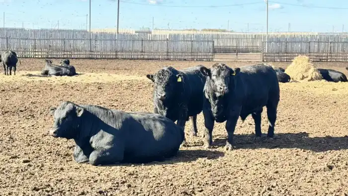 Увеличение субсидий на племенное животноводство: изменения в правилах и их влияние на аграрный сектор