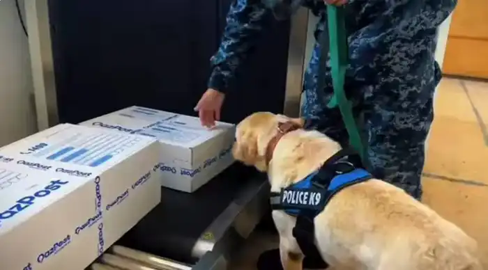 Выявление 238 правонарушений связанных с наркотиками в ЗКО за 10 месяцев 2025 года