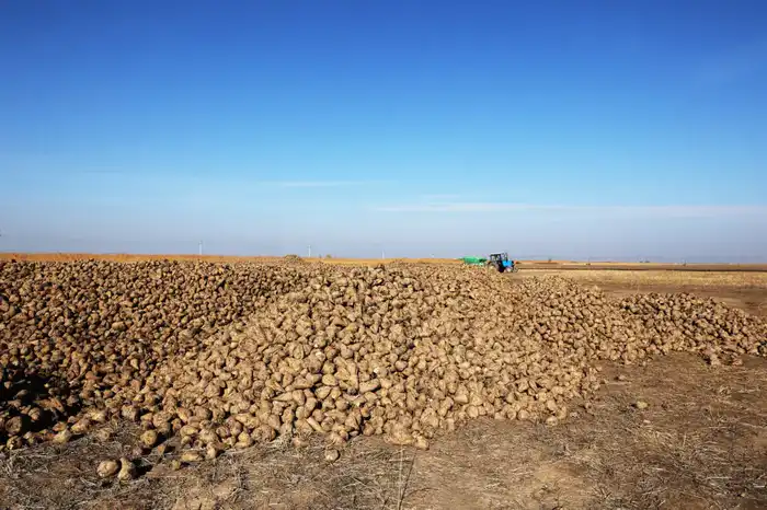 Развитие свекольной отрасли в Меркенском районе: технологии и коллективный труд аграриев