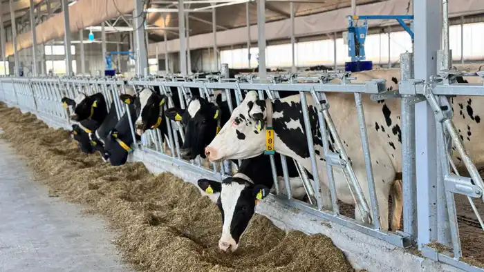 Корма, как золотые запасы: Казахстан готовит скот к зимним холодам