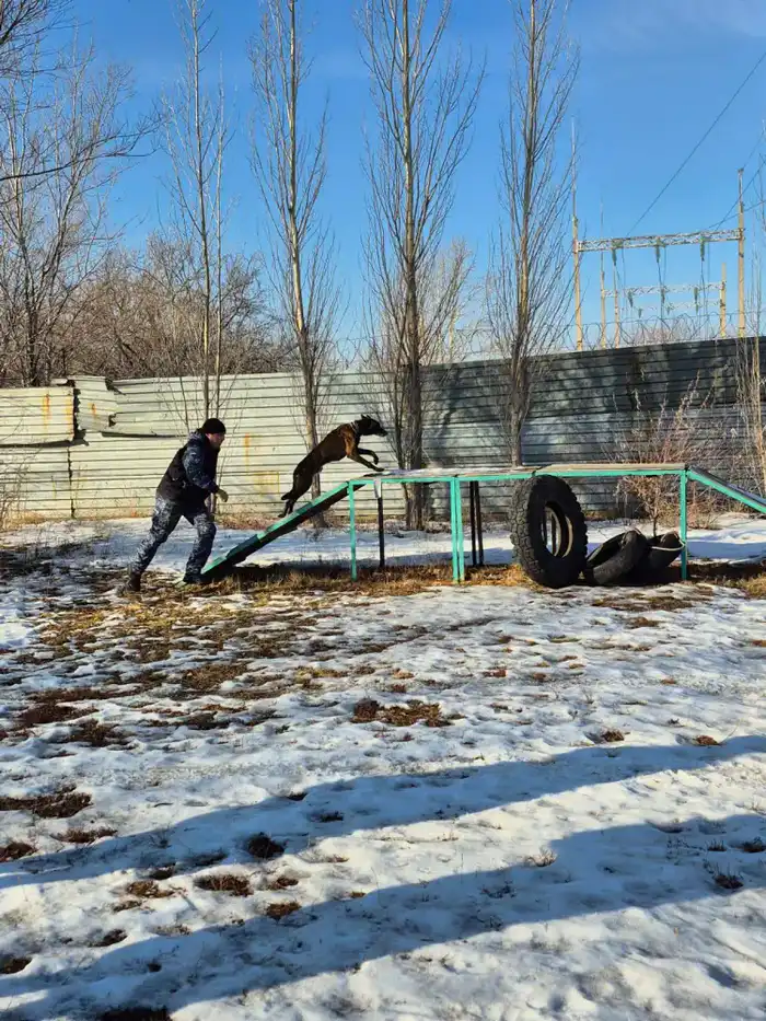 «Закон и порядок»: столичным студентам показали работу кинологической службы полиции Астаны (2)