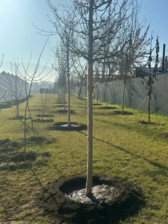 Almaty Enhances Greenery at Seyfullin-Jansugurov Interchange as Part of 'Clean Kazakhstan' Initiative
