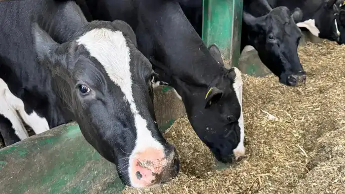 Изменения в правилах субсидирования племенного животноводства и повышения качества продукции