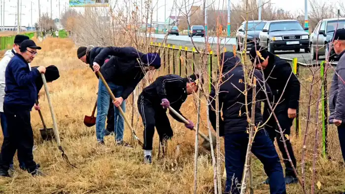 Зеленая симфония: Кызылорда очищает природу и сажает будущее
