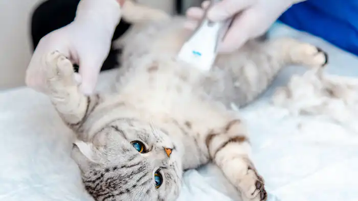 Обязательная стерилизация домашних животных в Казахстане: возможные последствия для владельцев и питомцев