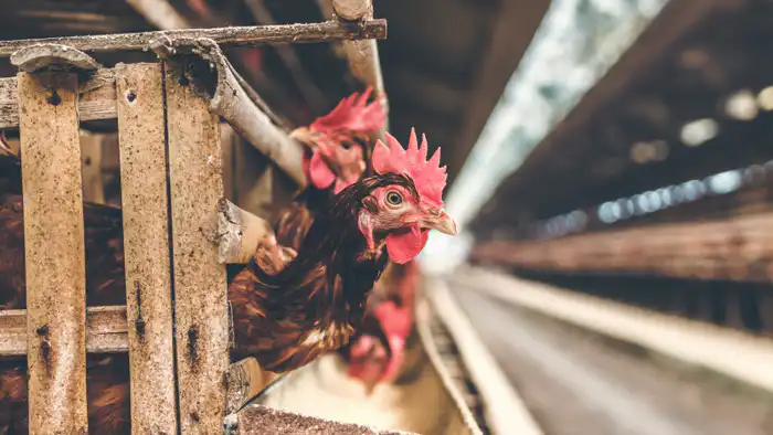 Смерть от H5N5: птичий грипп атакует человека впервые