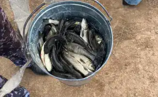 Есиль оживает: 237 тысяч белых амуров в деле!