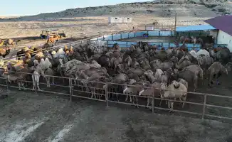 Первый автоматизированный цех по доению верблюдов в Казахстане