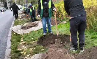 Турксибский район Алматы: более 772 тыс. деревьев и 63 зеленые зоны, включая 5 парков и 15 скверов