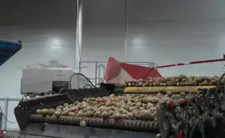 Мировые тенденции в производстве лука и картофеля: прогнозы для Казахстана на 2025 год