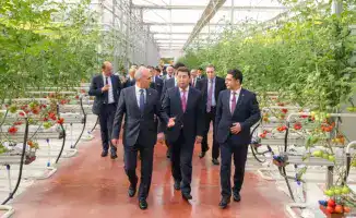 Первый урожай томатов в тепличном комплексе «Alsera KZ» в Шымкенте: шаг к международному сотрудничеству в аграрной сфере