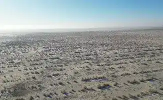 Саксауловые леса на дне Аральского моря: возрождение жизни в опустошенной земле