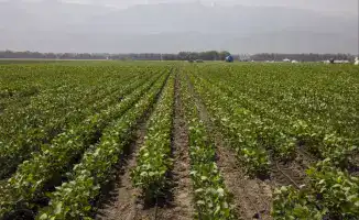 Финансирование агропромышленного комплекса в Алматинской области