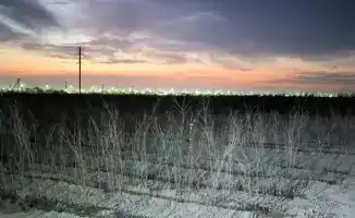 В Туркестане открыт питомник на 10 га для повышения количества зеленых насаждений