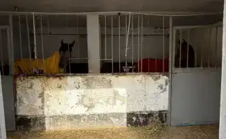 Перевод лошадей в конюшни в Алматы улучшит условия для иппотерапии