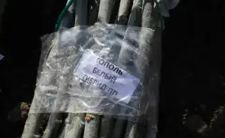 Увеличение зелёного фонда Алматы: высадка 500 деревьев создаёт комфортную экологию для школы и района