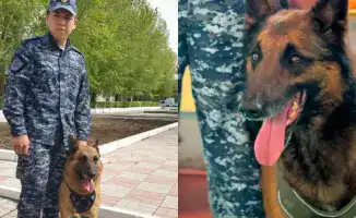 Служебные собаки — верные сыщики: более 150 преступлений раскрыто в Павлодарской области