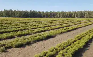 Озеленение Карагандинской области: высажено более 2 миллионов саженцев для улучшения экологии