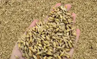 Глубокая переработка зерновых культур: ключ к агропромышленному росту Казахстана