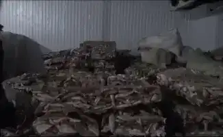 Незаконный экспорт 75 тонн филе судака из Кызылординской области