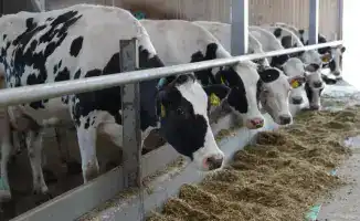 Экспорт животноводческой продукции из Казахстана: новые возможности для сельского хозяйства и экономики