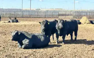 Увеличение субсидий на племенное животноводство: изменения в правилах и их влияние на аграрный сектор