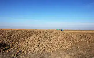 Развитие свекольной отрасли в Меркенском районе: технологии и коллективный труд аграриев